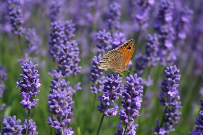 Mariposa posada en una lavanda