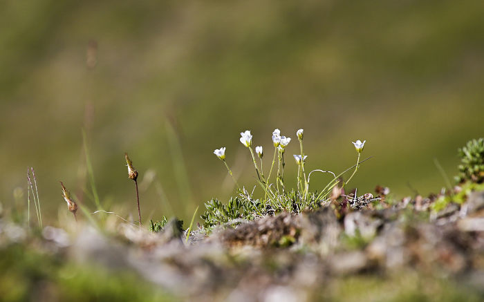 Western Arctic National Parklands