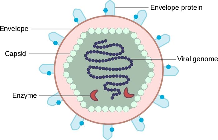 Estructura de un virus